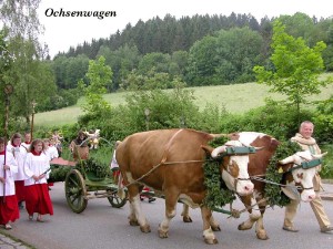 Ochsenwagen beim Englmarisuchen Ochsenwagen beim Englmarisuchen